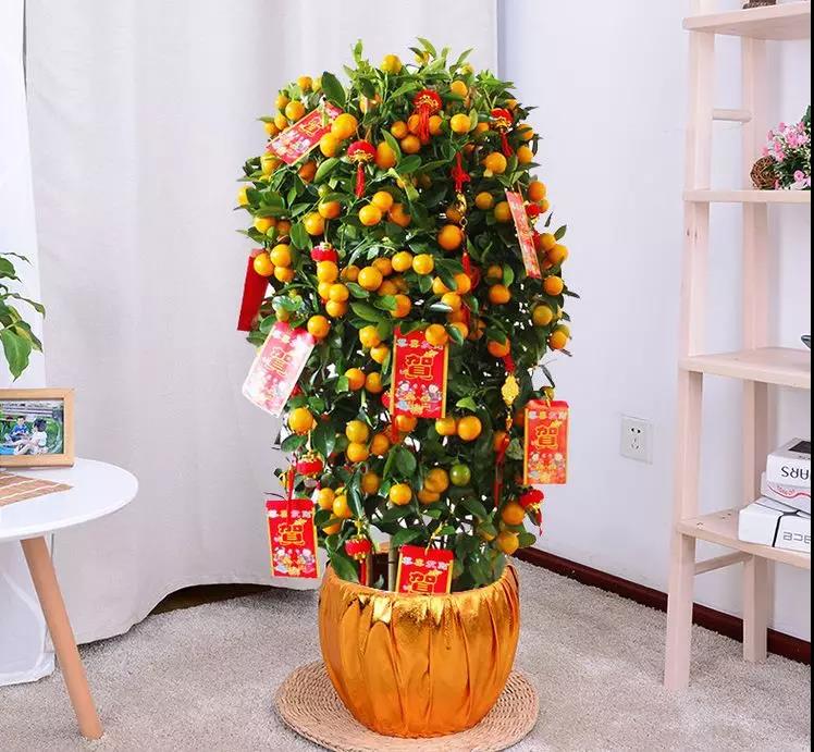 /UploadFiles/image/2020-01-06/5e128d253584c.jpg /UploadFiles/image/2020-01-06/5e128d253584c.jpg