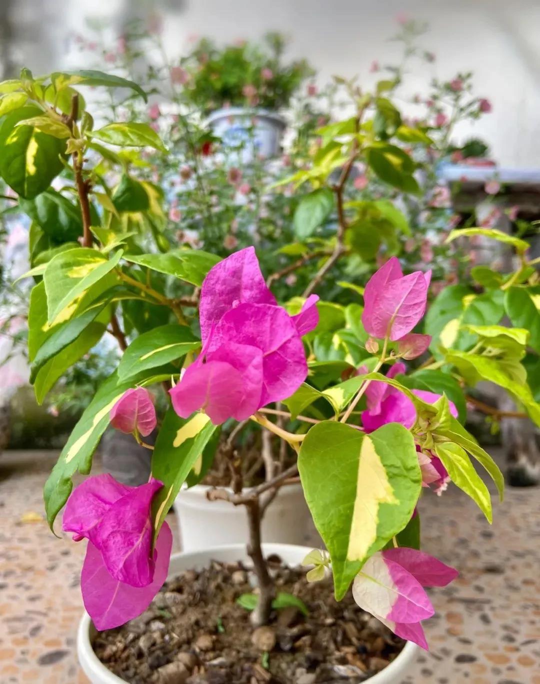 花卉租擺三角梅.jpg 花卉租擺三角梅.jpg