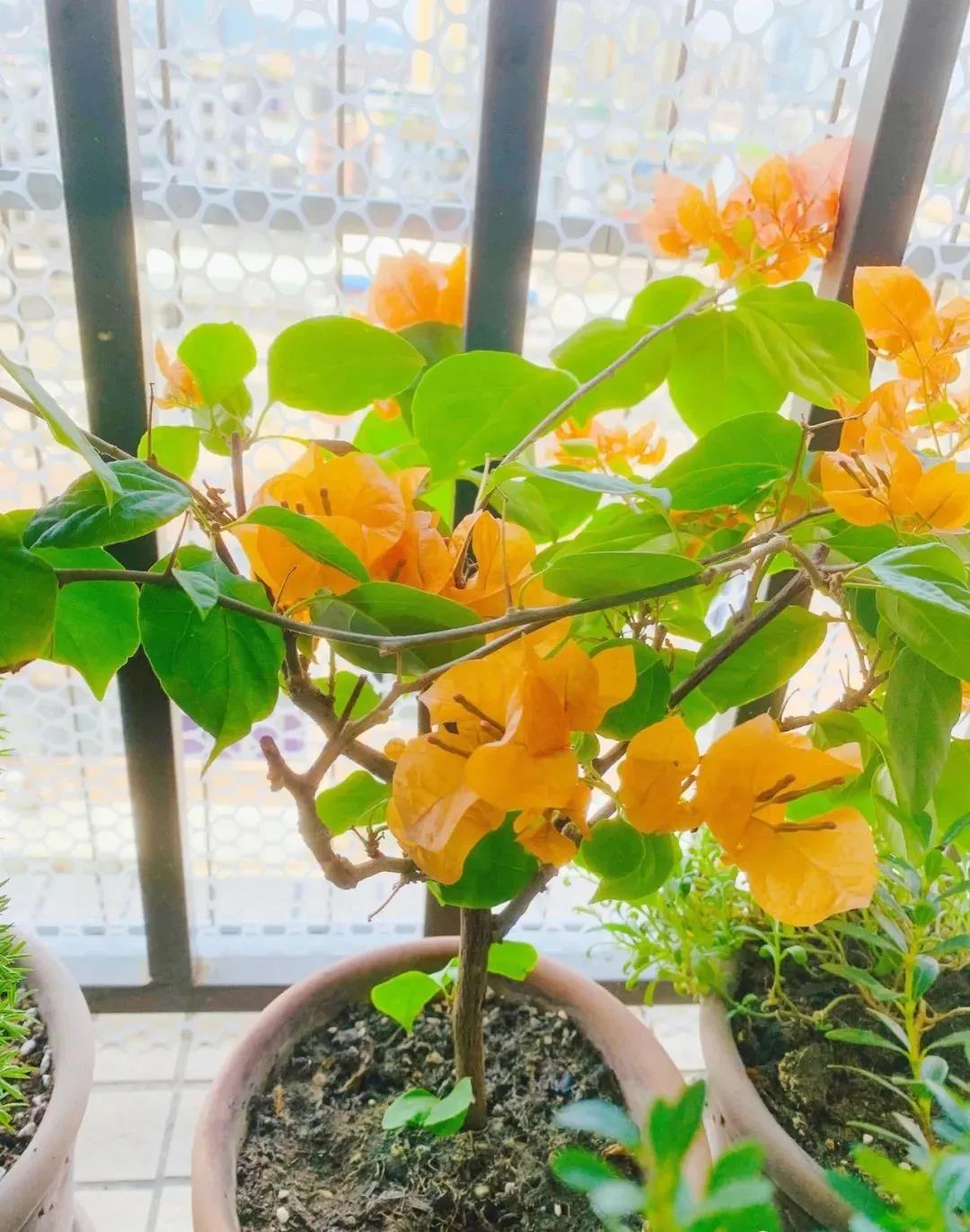 三角梅.jpg 三角梅.jpg