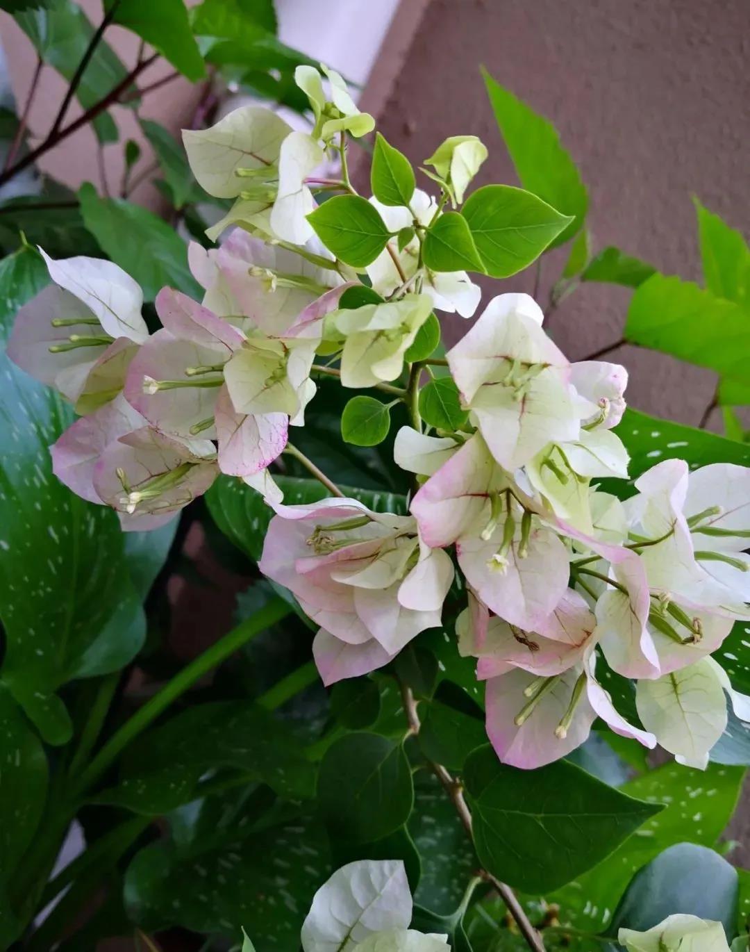 酒店租擺的花卉三角梅掉葉子.jpg 酒店租擺的花卉三角梅掉葉子.jpg