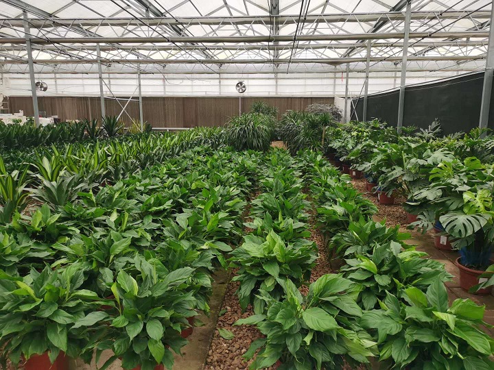 西安綠嘉花卉中心