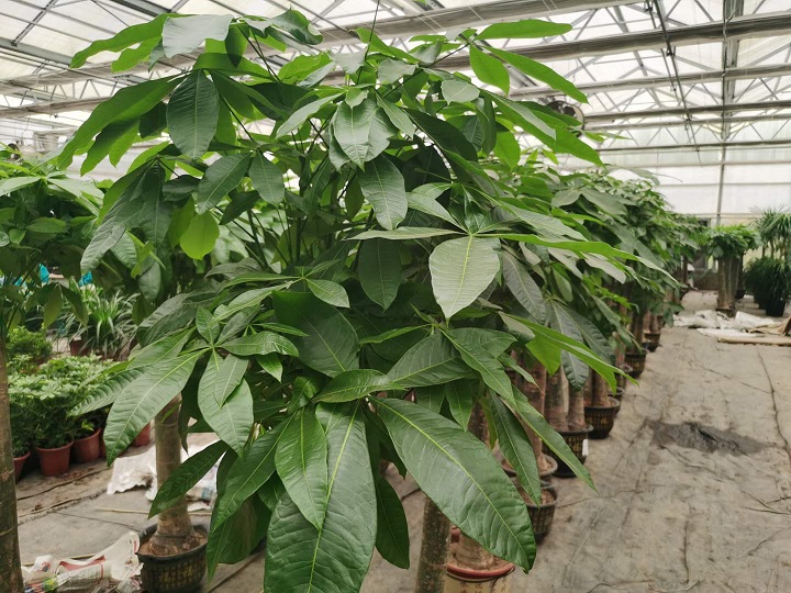 西安綠植租擺公司