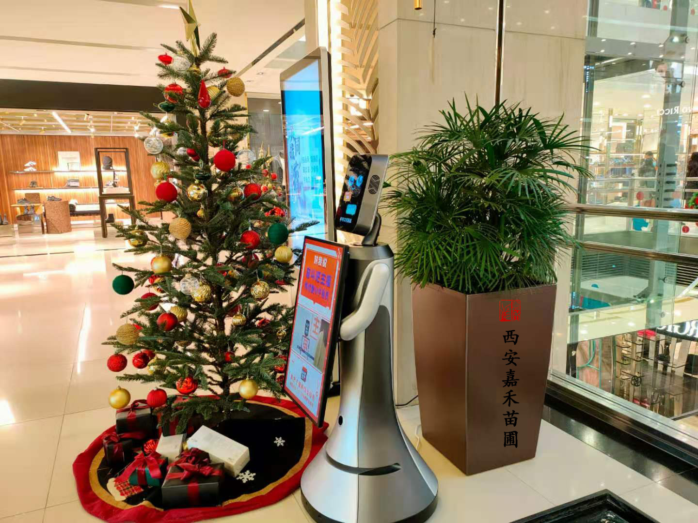 圣誕節(jié)綠植租賃