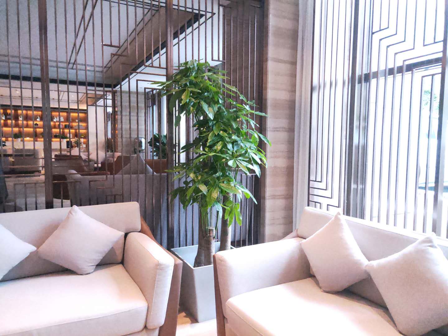 發(fā)財(cái)樹租擺租賃 發(fā)財(cái)樹租擺租賃