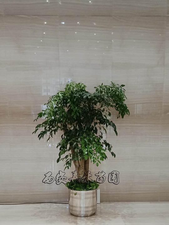 西安幸福樹租賃