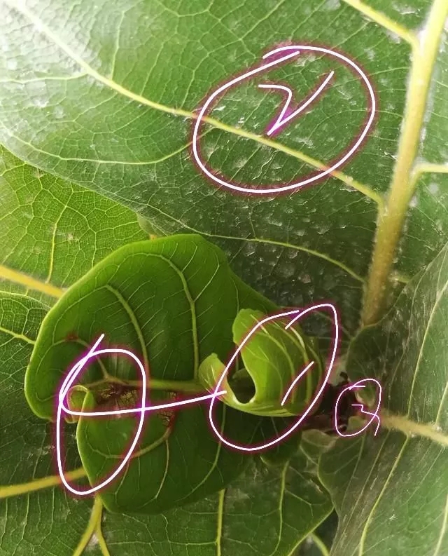 西安琴葉榕租賃