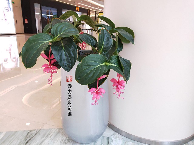 西安寶蓮燈租擺租賃