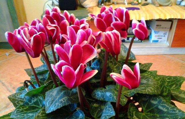 西安仙客來租擺租賃