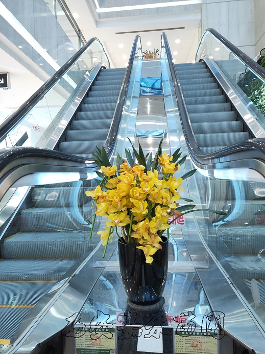 西安大花蕙蘭租擺租賃