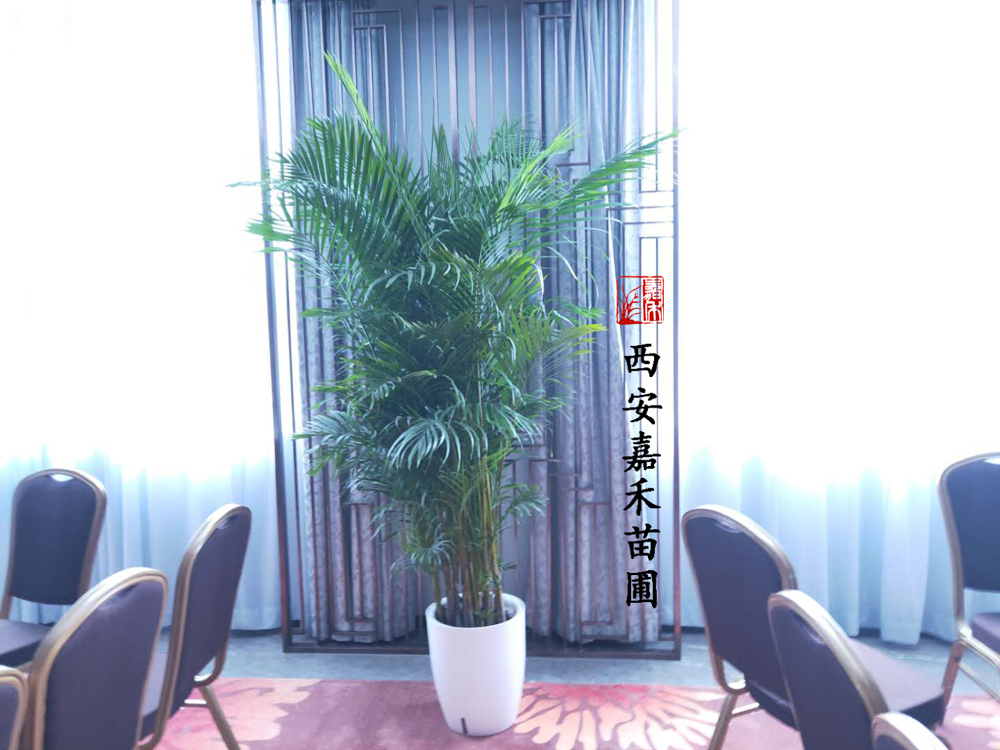 西安嘉禾苗圃散尾葵租賃 西安嘉禾苗圃散尾葵租賃