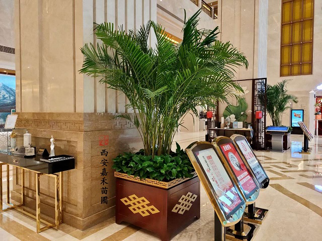 西安嘉禾苗圃散尾葵綠植租擺