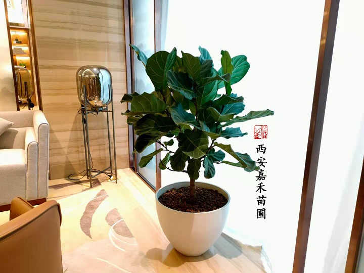西安嘉禾苗圃琴葉榕綠植租賃