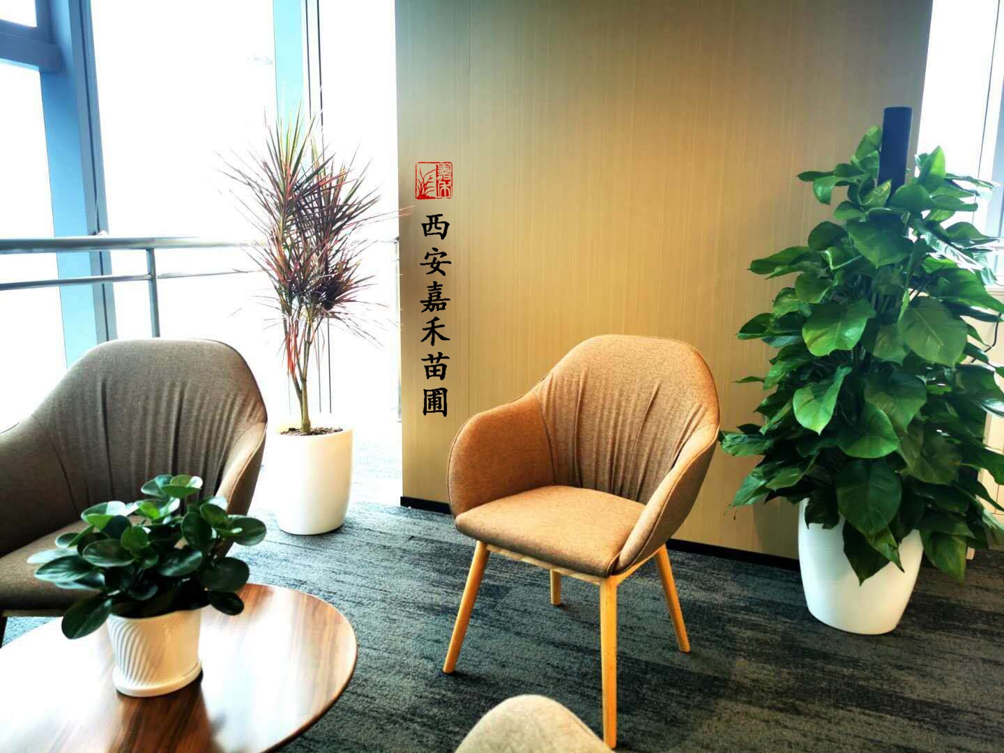 西安嘉禾苗圃綠蘿柱租擺