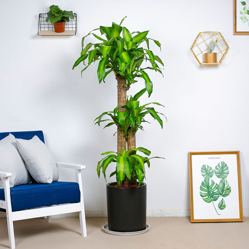 西安嘉禾苗圃巴西木租擺