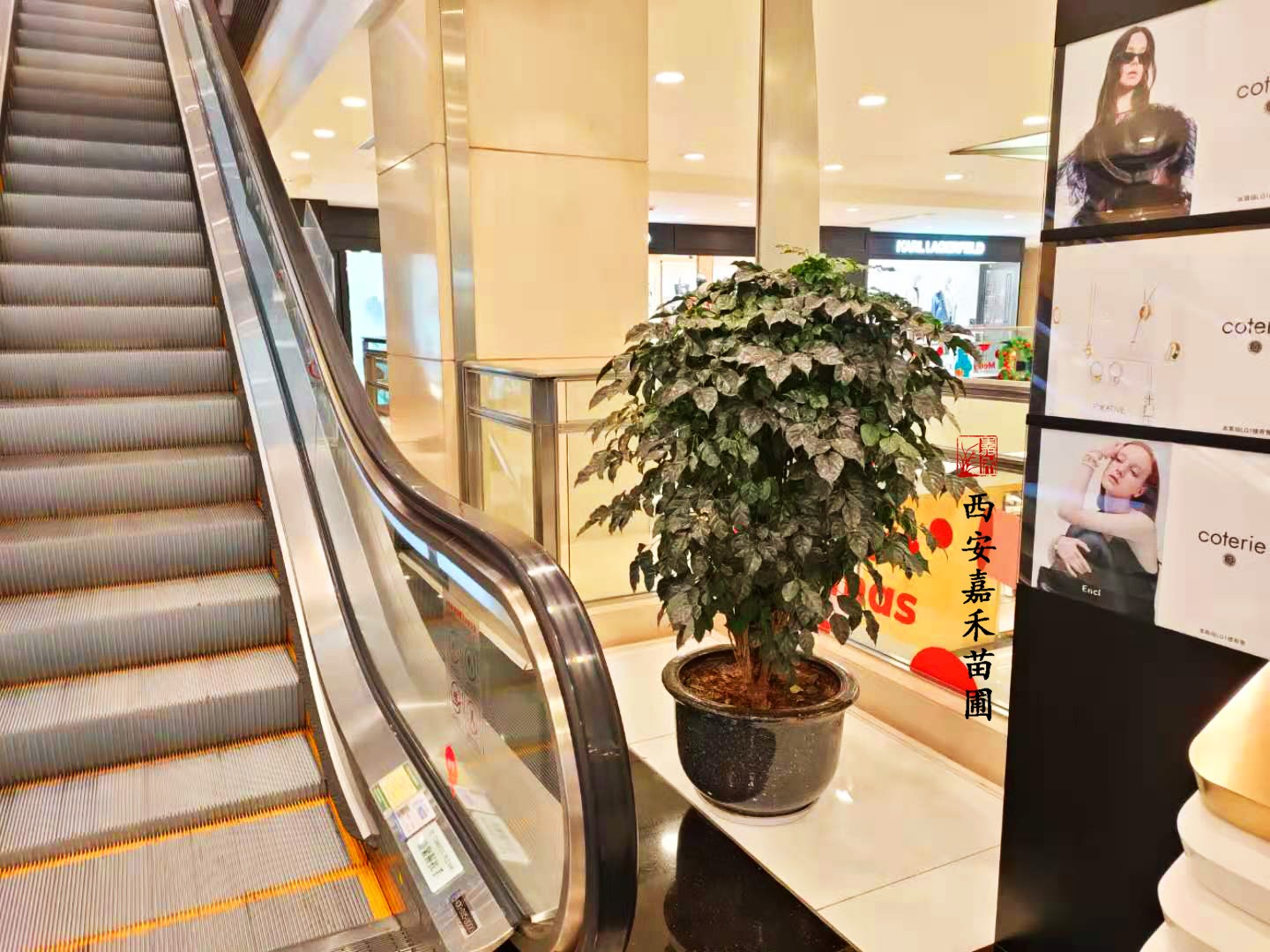 西安嘉禾苗圃綠寶租賃