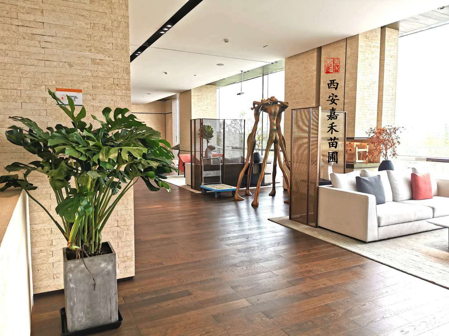 西安嘉禾苗圃龜背竹租擺