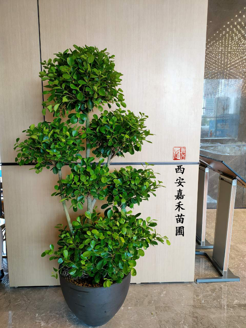 西安金錢榕租擺