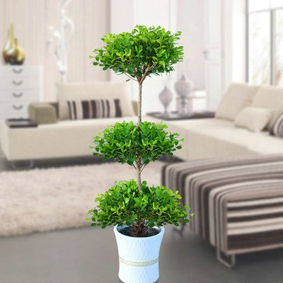 西安金錢榕租賃