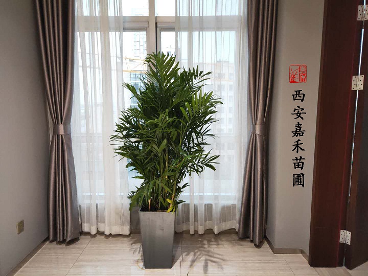 西安夏威夷椰子租擺——嘉禾苗圃