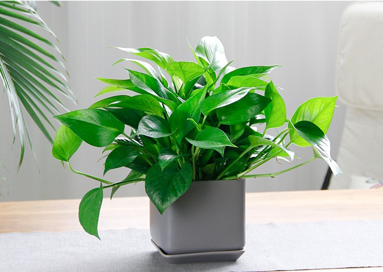 西安綠蘿租擺——嘉禾苗圃