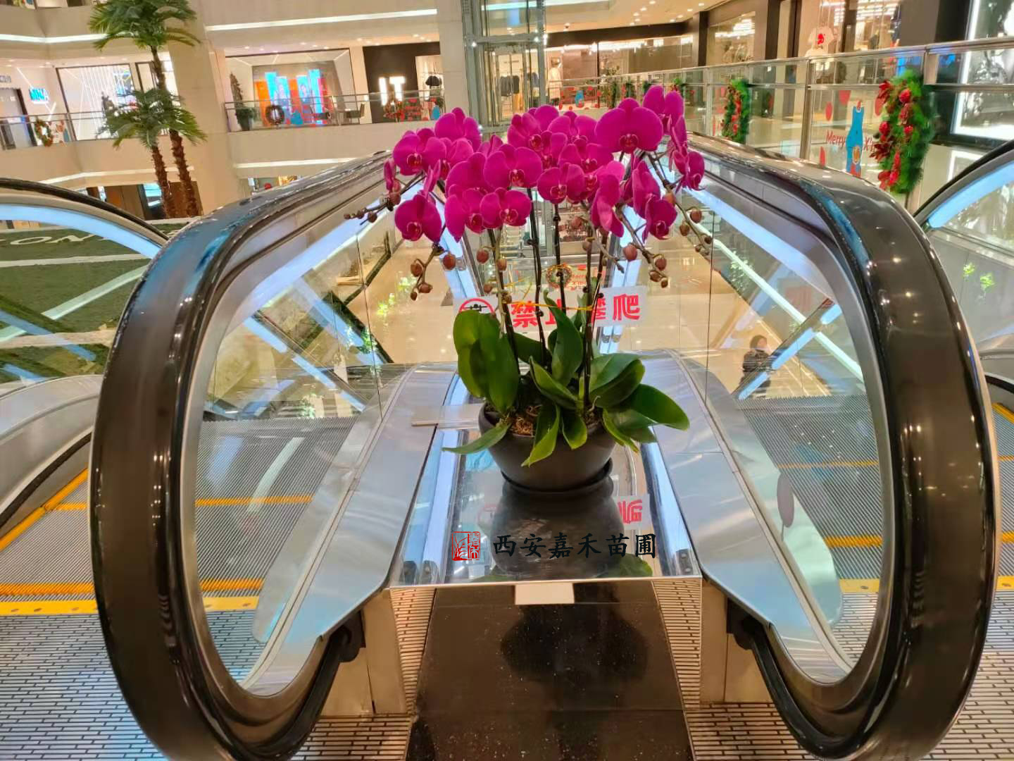 西安蝴蝶蘭租擺——嘉禾苗圃