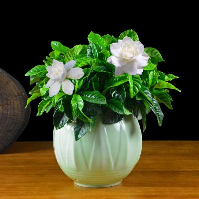 西安梔子花租擺租賃——嘉禾苗圃