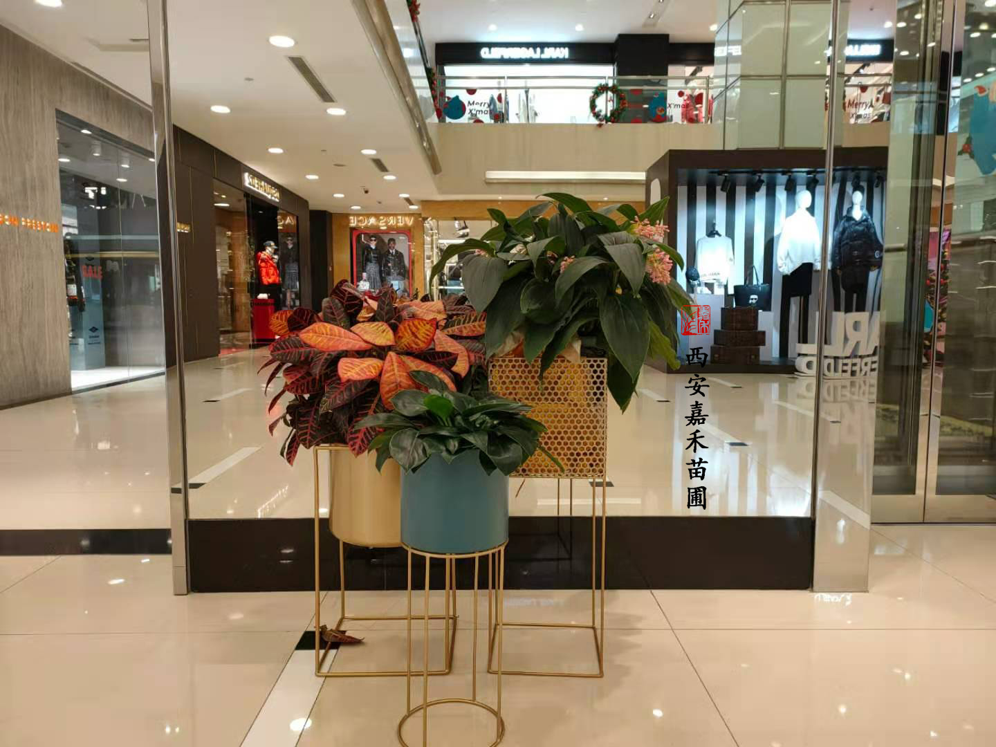 西安花卉綠植租賃——嘉禾苗圃 西安花卉綠植租賃——嘉禾苗圃