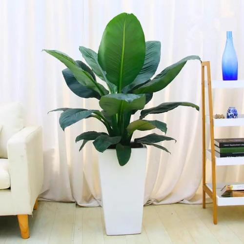 西安綠巨人（植物）租擺租賃——嘉禾苗圃