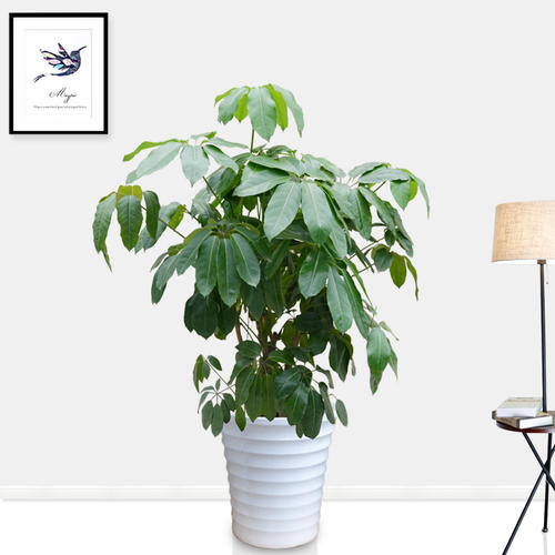 西安大葉傘租擺租賃——嘉禾苗圃