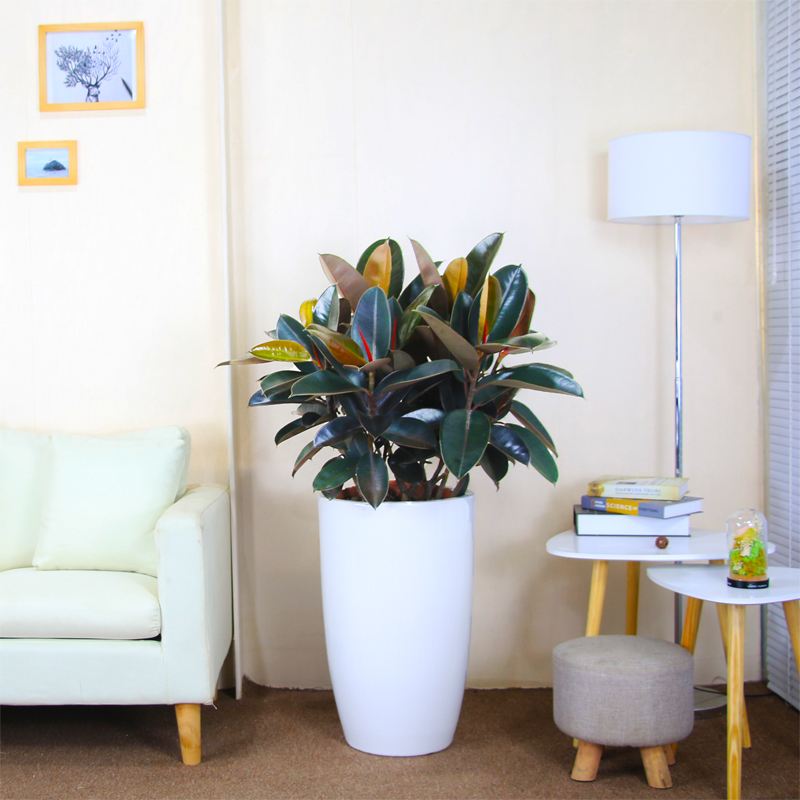 西安橡皮樹租擺租賃——嘉禾苗圃