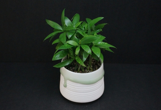 西安竹柏租擺租賃——嘉禾苗圃