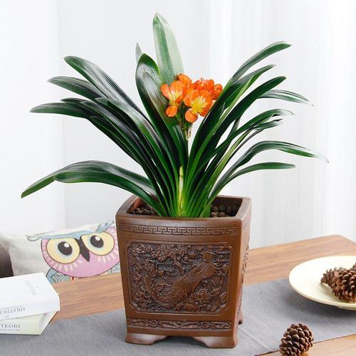 西安君子蘭租擺租賃——嘉禾苗圃