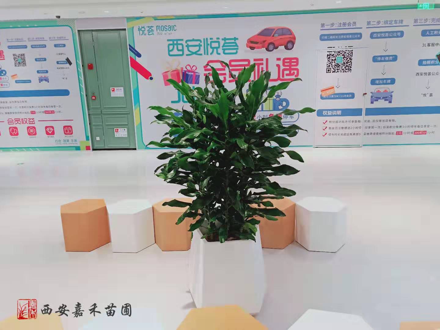 西安螺紋鐵租擺租賃——嘉禾苗圃