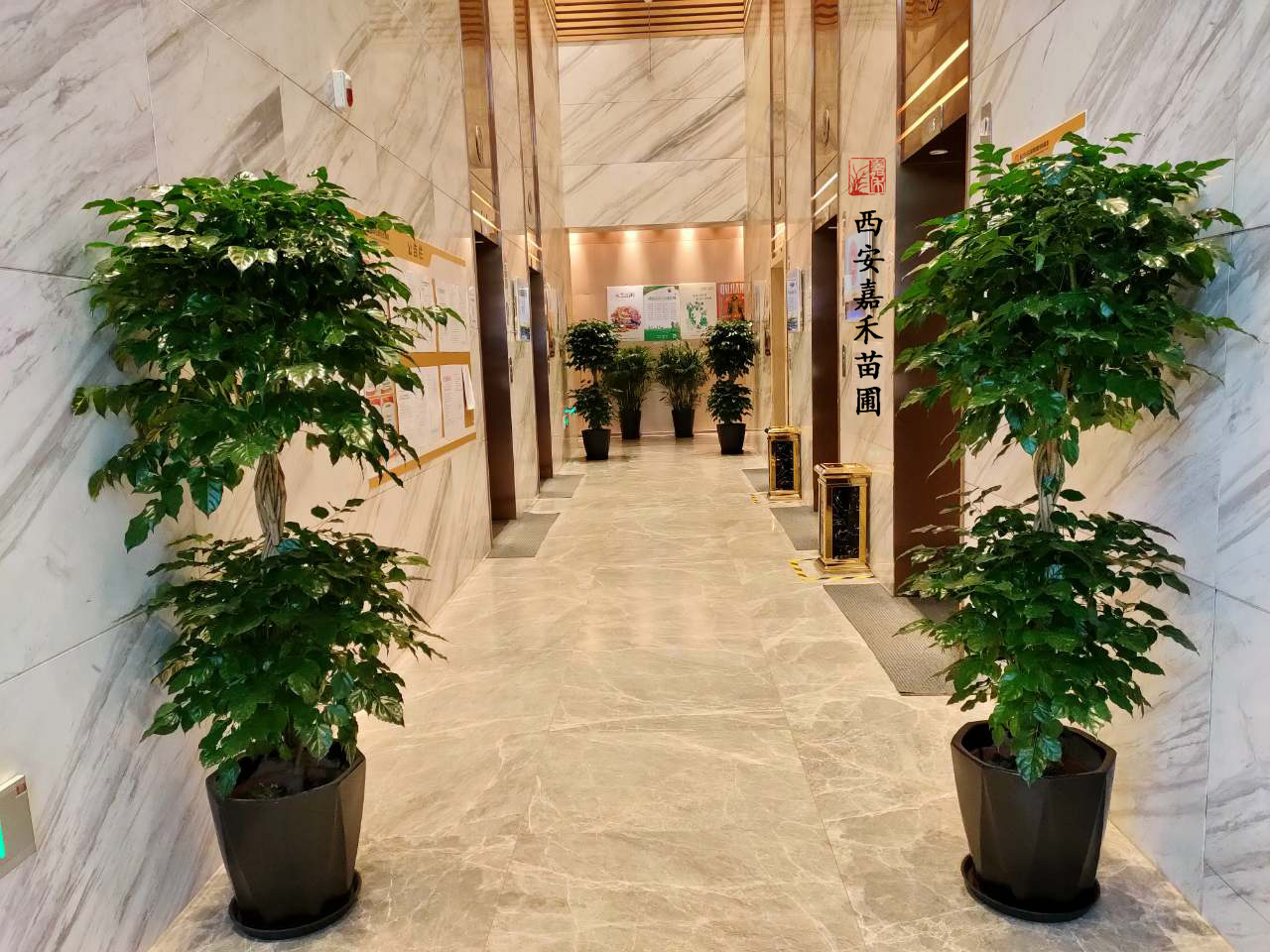 西安綠寶盆栽租賃——嘉禾苗圃 西安綠寶盆栽租賃——嘉禾苗圃