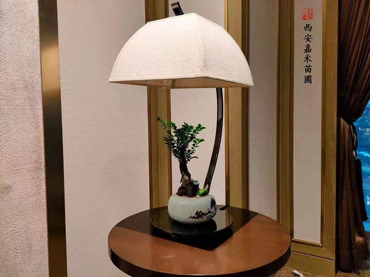 西安酒店綠植租擺|嘉禾苗圃