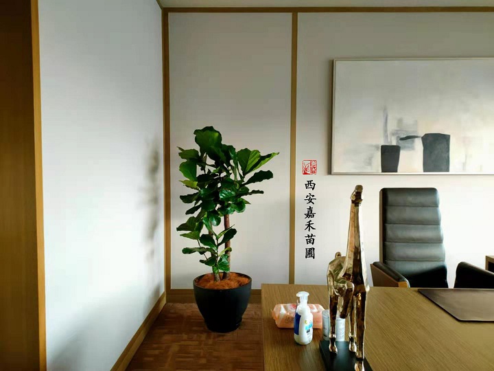 西安花卉租擺|嘉禾苗圃