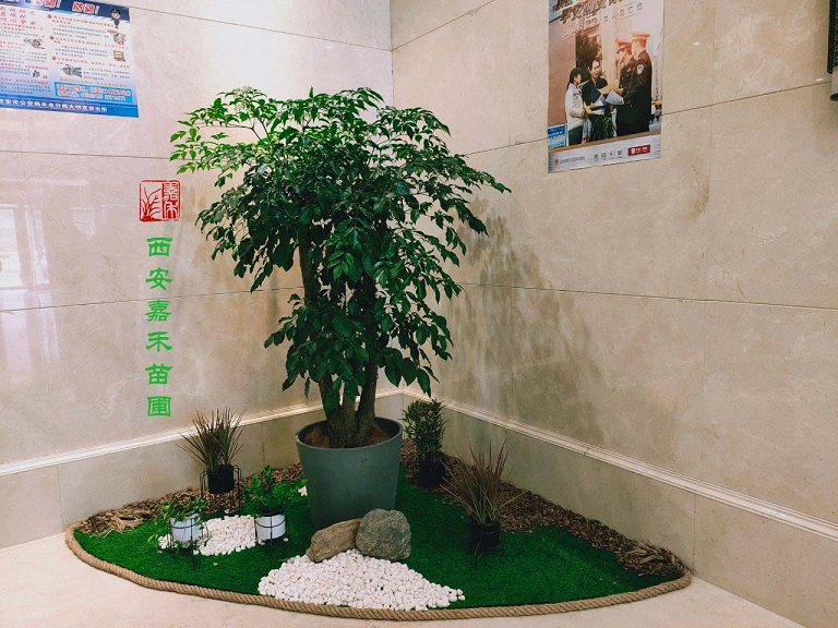 西安花卉租賃口碑好公司——嘉禾苗圃