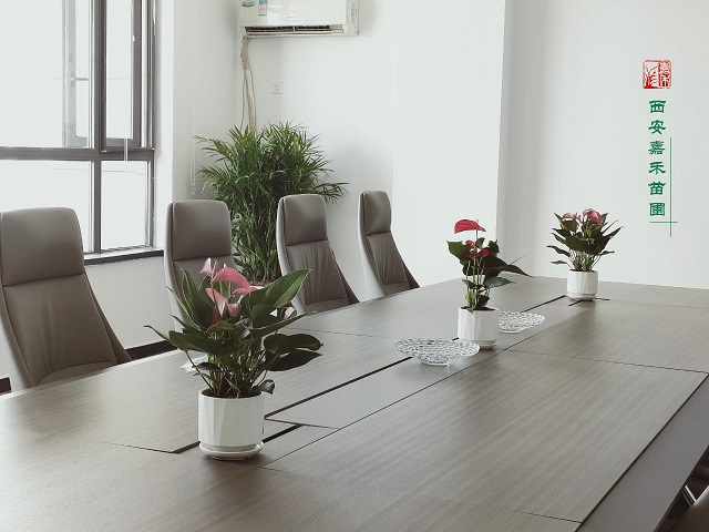 西安辦公室花卉租擺方案|嘉禾苗圃