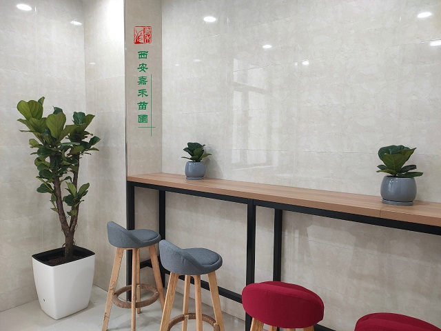 西安辦公室綠植租擺方案|嘉禾苗圃