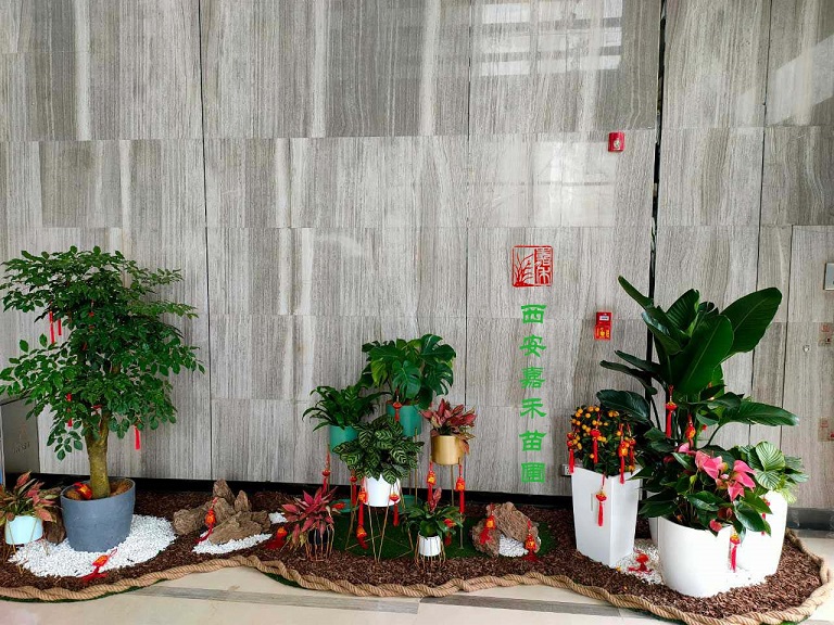 西安綠植租賃|嘉禾苗圃