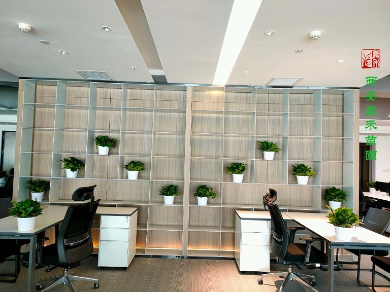 西安辦公室綠植租賃|嘉禾苗圃