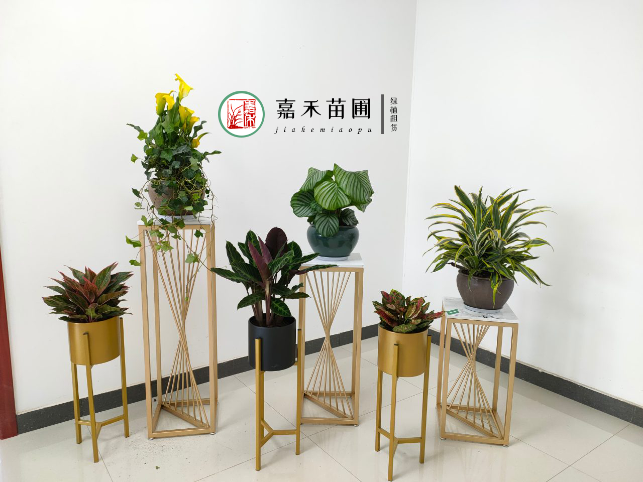 西安綠植租賃價格|嘉禾苗圃