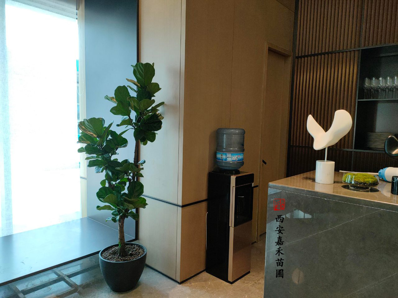 西安綠植租賃廠家|嘉禾苗圃 西安綠植租賃廠家|嘉禾苗圃