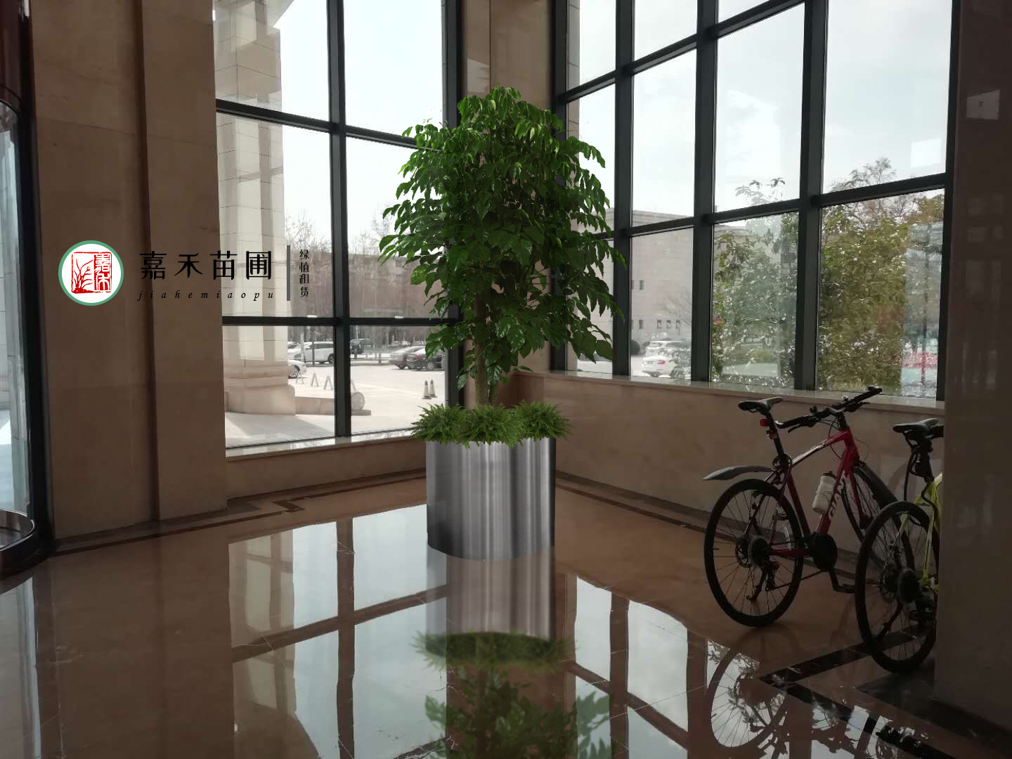 西安商場(chǎng)綠植租賃效果圖|嘉禾苗圃