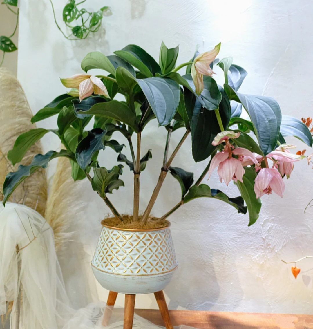 西安寶蓮燈花卉租賃|嘉禾苗圃