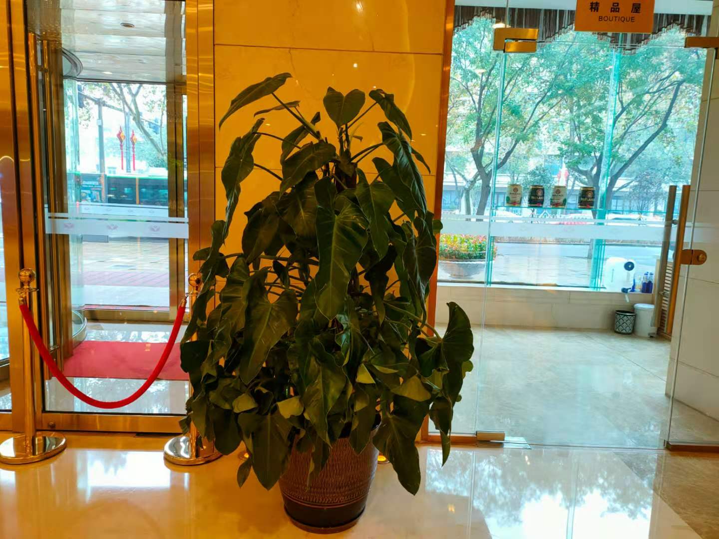 西安綠植租賃|嘉禾苗圃 西安綠植租賃|嘉禾苗圃