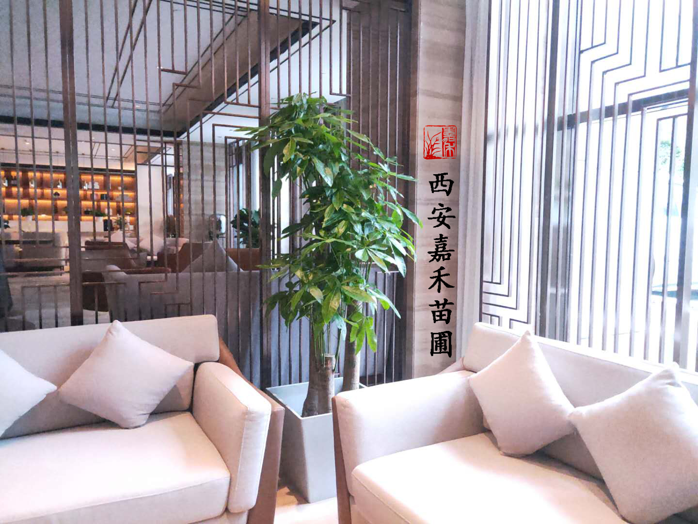 西安綠植租賃發(fā)財(cái)樹(shù)|西安嘉禾苗圃 西安綠植租賃發(fā)財(cái)樹(shù)|西安嘉禾苗圃