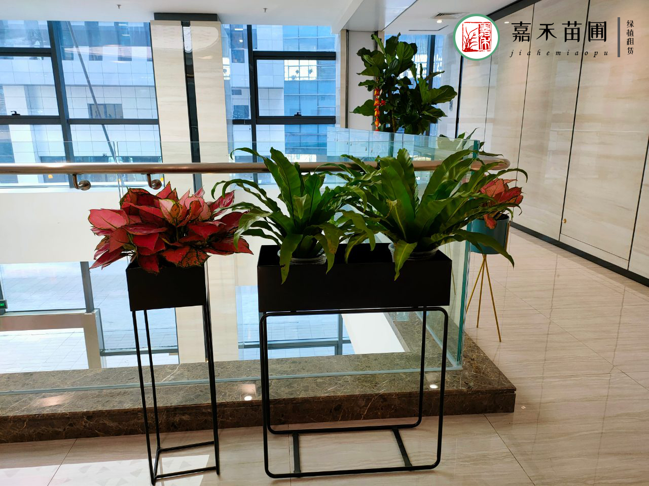 西安綠植租賃品種|西安嘉禾苗圃 西安綠植租賃品種|西安嘉禾苗圃