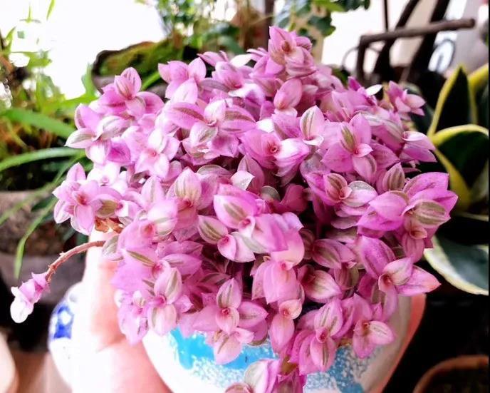 胭脂云|嘉禾苗圃 胭脂云|嘉禾苗圃