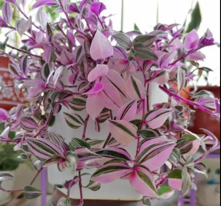 婚禮吊蘭|嘉禾苗圃 婚禮吊蘭|嘉禾苗圃